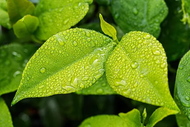 Comment créer un jardin écologique : guide pas à pas