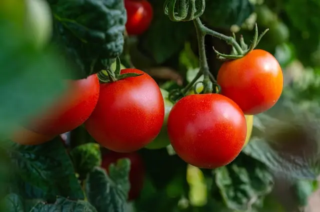 Guide Complet pour Cultiver des Légumes en Été : Astuces et Méthodes
