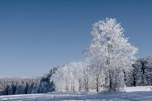Guide Pratique pour Cultiver des Légumes Hivernaux