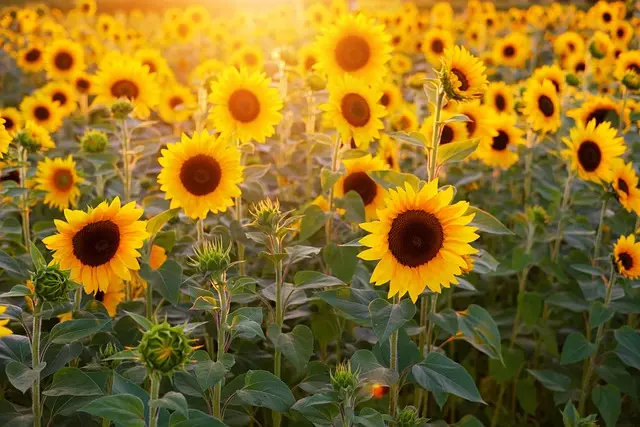 Comment maximiser vos ventes agricoles avec une bonne saisonnalité