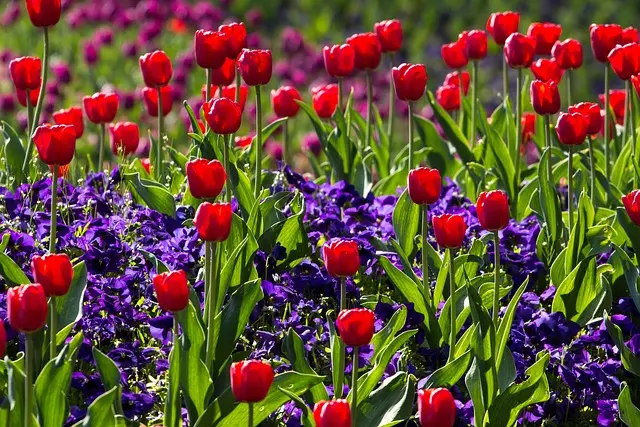 10 Plantes Parfaites pour Éveiller Votre Jardin au Printemps