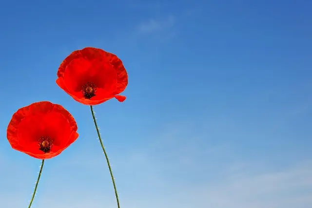 Cómo Organizar un Viaje de Encanto en 5 Pasos Efectivos