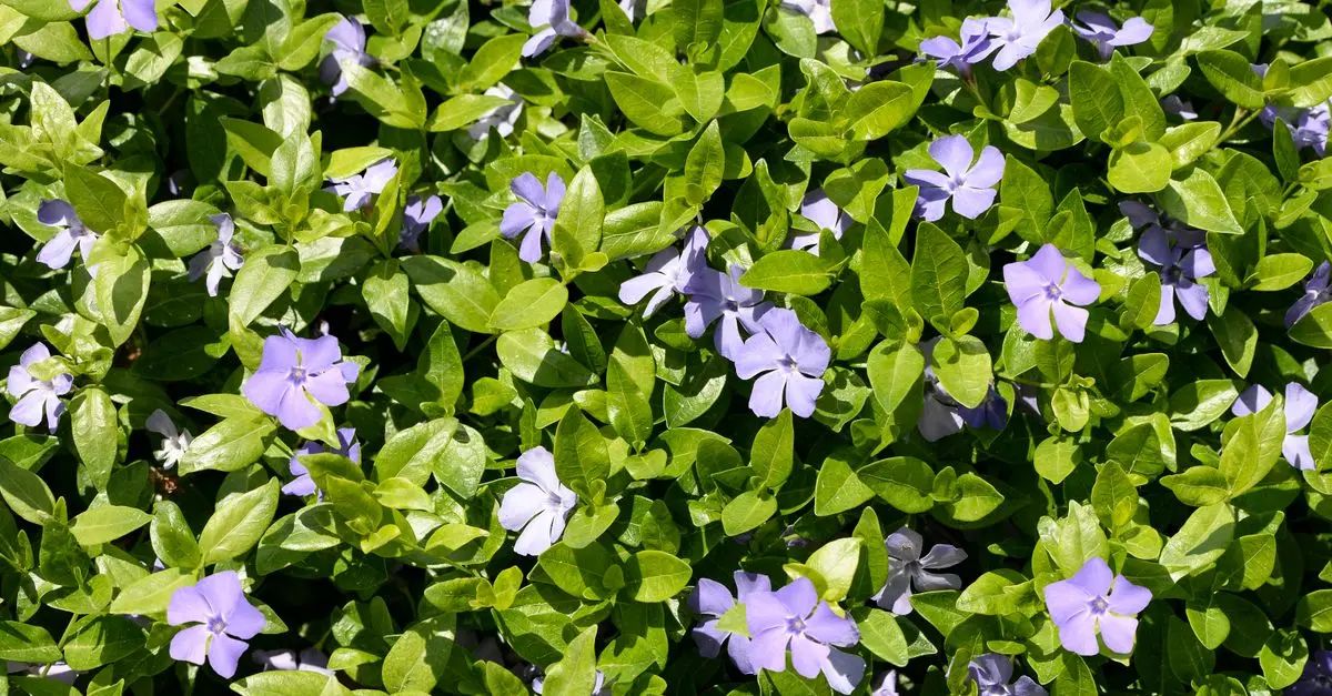 Guide d'Achat des Meilleures Plantes Couvre-Sol