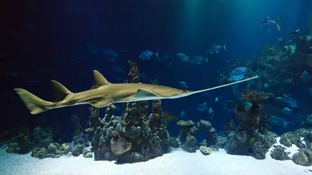 7 Poissons Merveilleux à Découvrir dans les Oceans