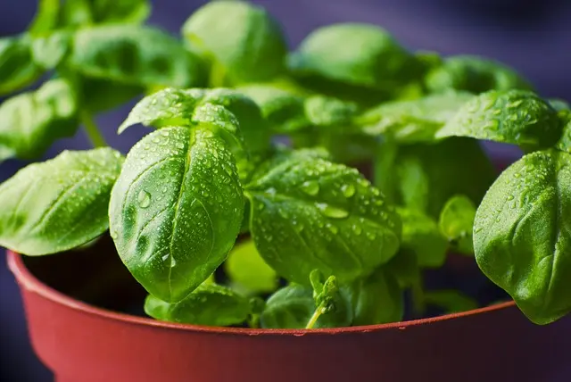 Come Creare un Giardino Aromatico in Pochi Passi