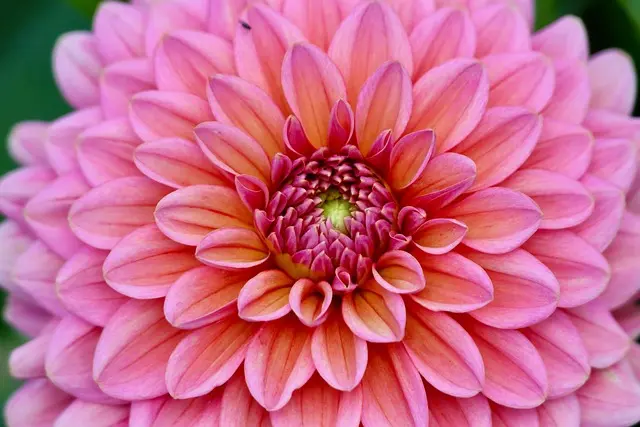 Cómo establecer un jardín de flores que florezca todo el año