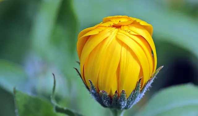 Les Plantes Médicinales à Cultiver dans Votre Jardin