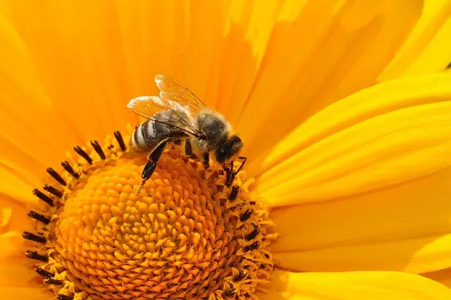 Cómo crear un jardín de flores que atraiga polinizadores