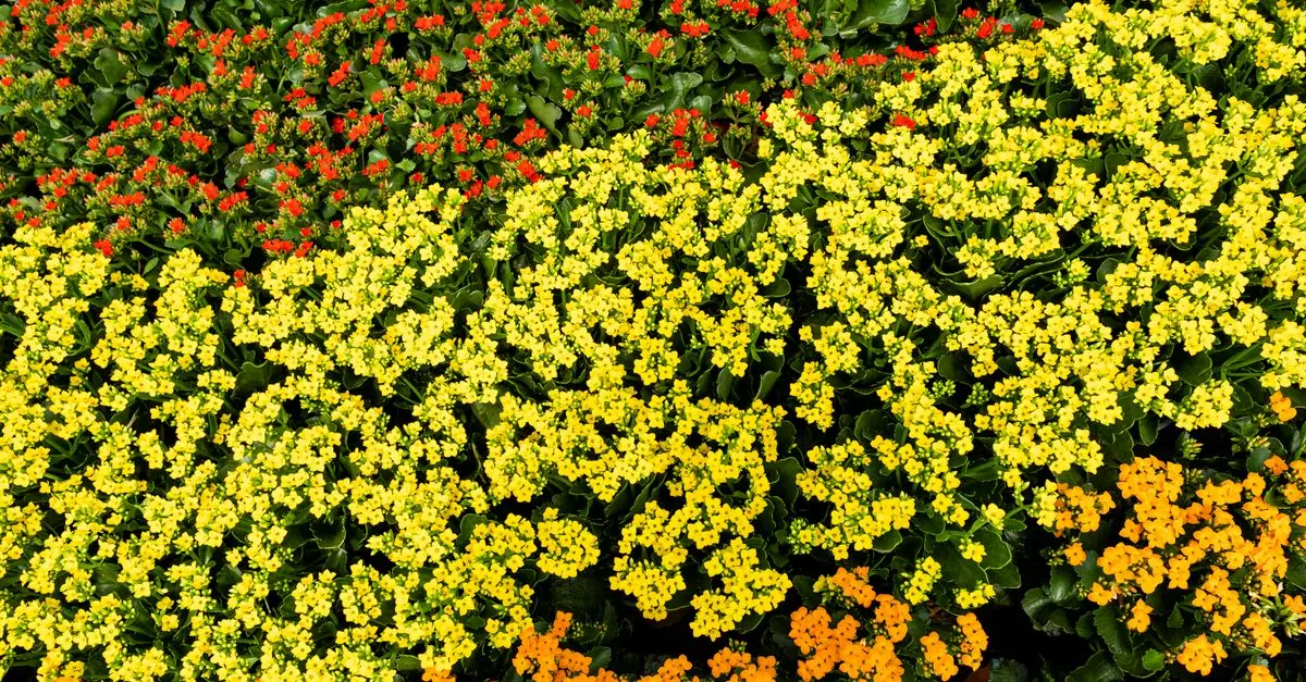 7 Essential Tips for Starting a Garden