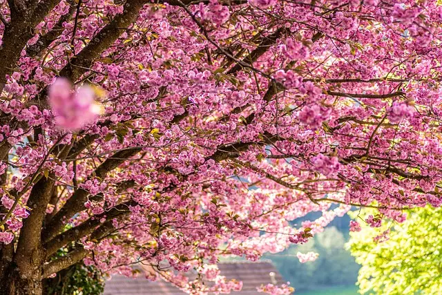 Les meilleures techniques d'irrigation pour jardins durables