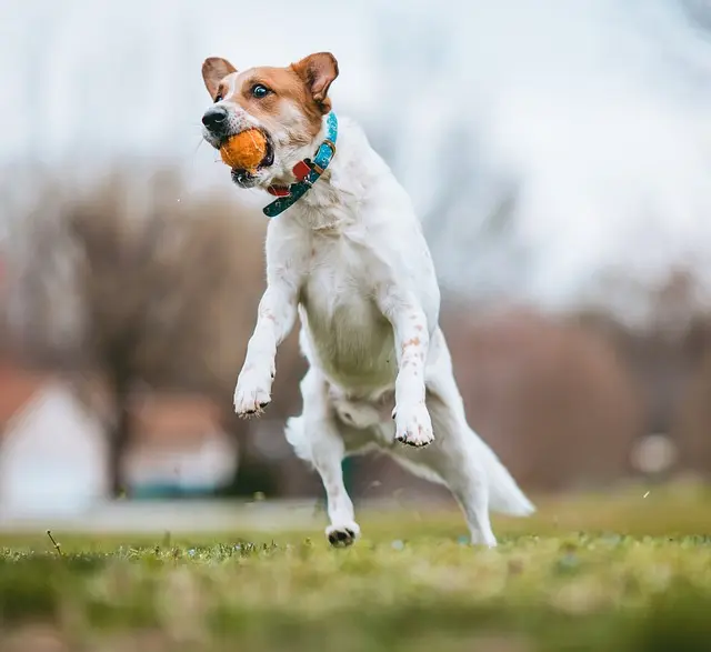 10 Essential Tips for Engaging Your Dog in Playtime