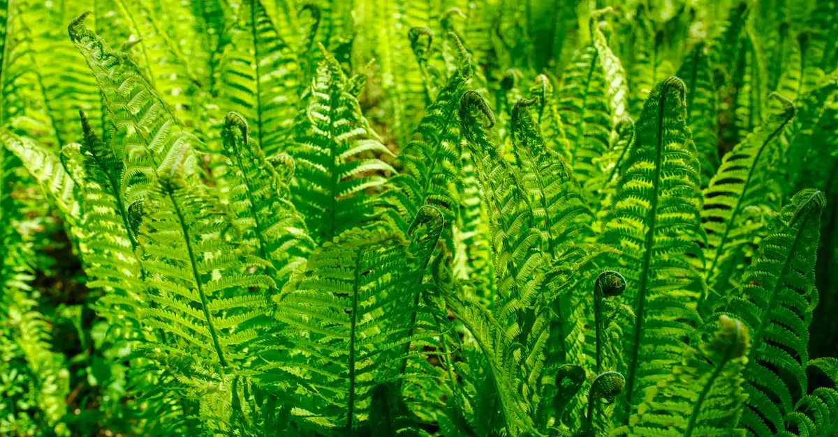 10 Astuces Incontournables pour Élever des Plantes En Santé