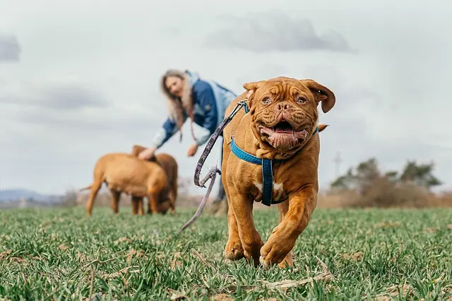 10 Essential Tips for Enriching Your Pet's Life