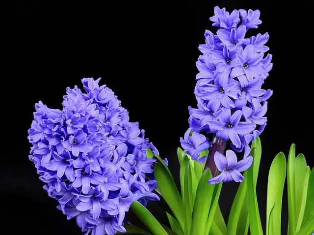 10 Astuces Incontournables pour Préparer Votre Jardin au Printemps