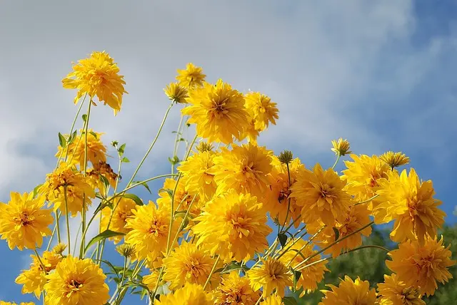 Comment créer un jardin écologique étape par étape