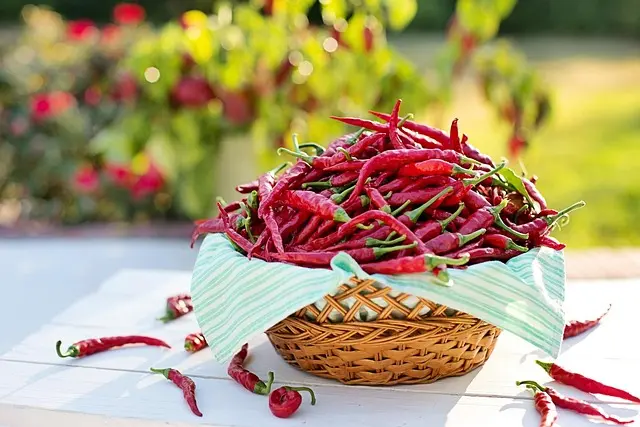 Comment Cultiver des Légumes en Conteneur : Guide Pratique
