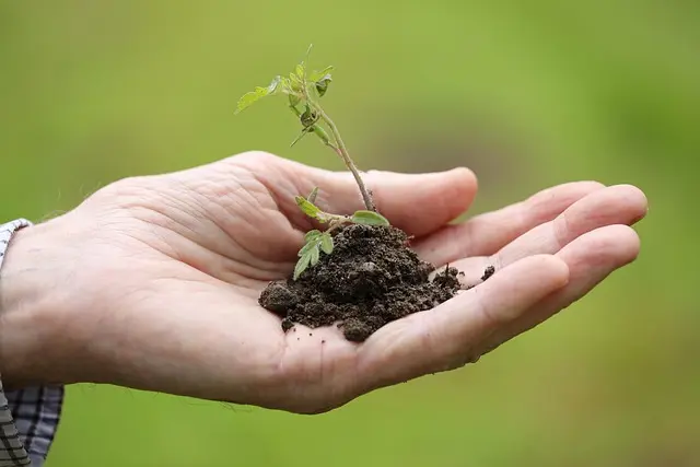 Guide Pratique pour Cultiver des Légumes Écologiques