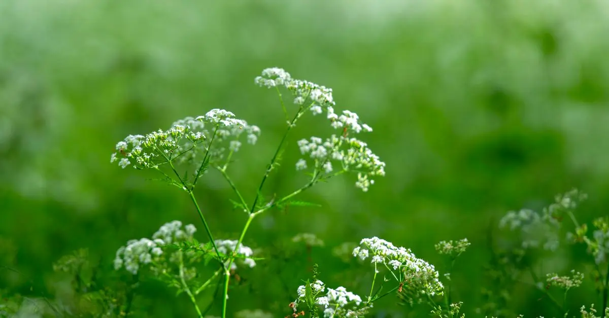 Cómo cultivar plantas nativas en tu jardín: guía práctica