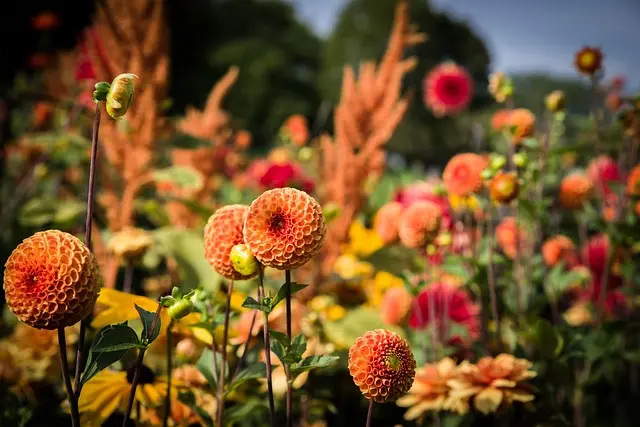10 plantas ideales para un jardín resiliente y sostenible