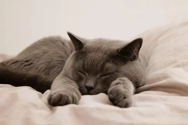 7 Tips for Creating an Engaging Pet Zone for Your Furry Friends