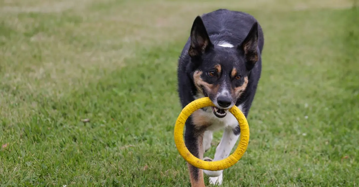 10 Essential Tips for Enriching Your Dog's Life