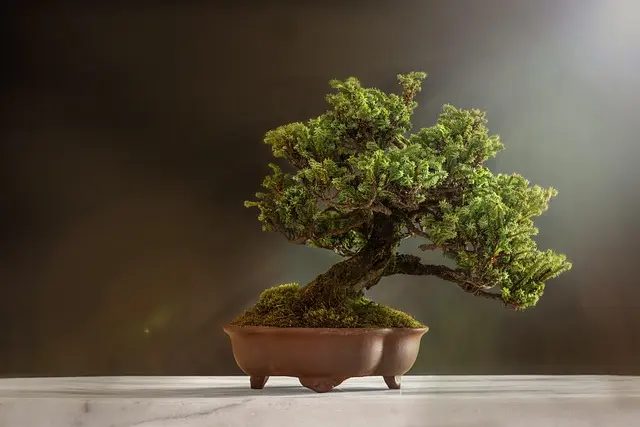 Comment Pratiquer le Jardinage Zen pour se Détendre