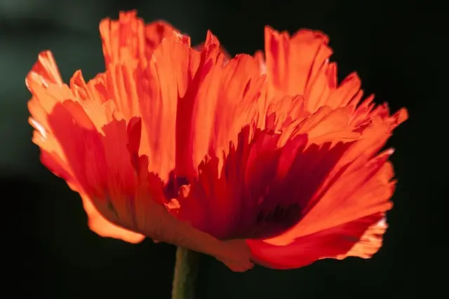 Comment créer un jardin d'été éblouissant : Guide pratique