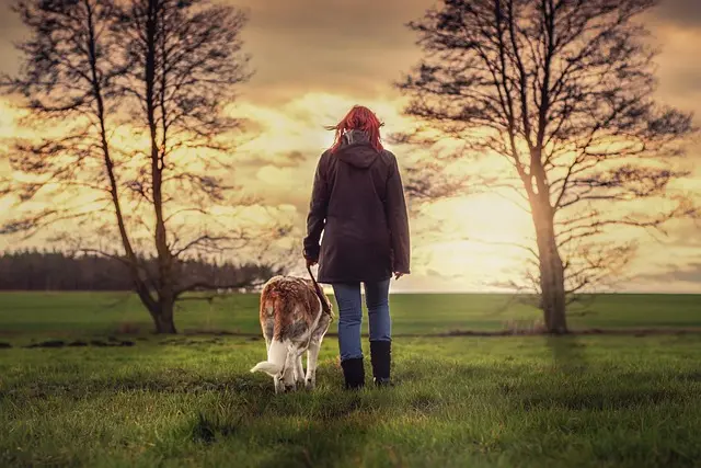 Best Pet Food Brands Guide