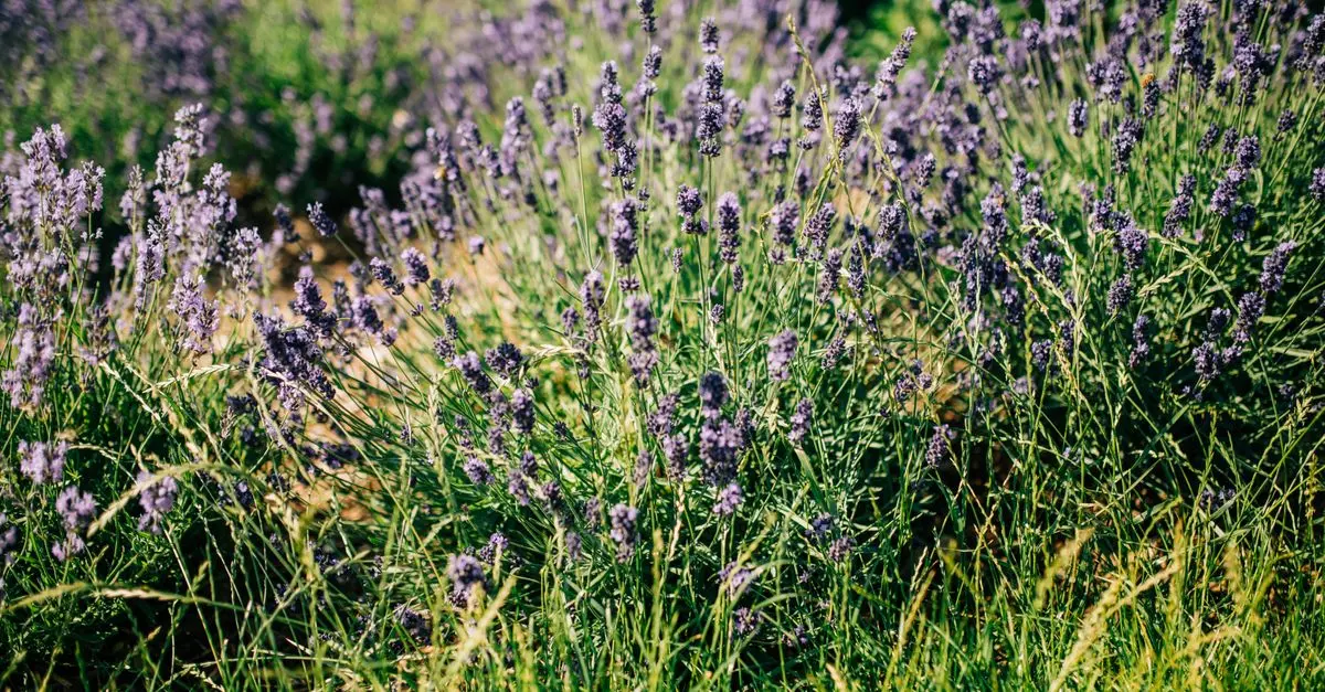 Comment Créer un Jardin de Plantes Médicinales : Guide Pratique