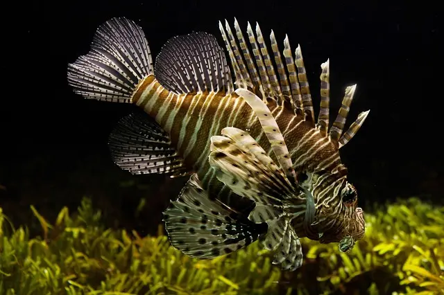 Les Comportements Fascinants des Poissons du Monde