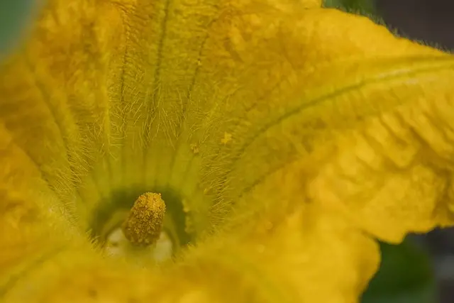 Le Guide Complet pour Cultiver des Légumes en Potager Écologique