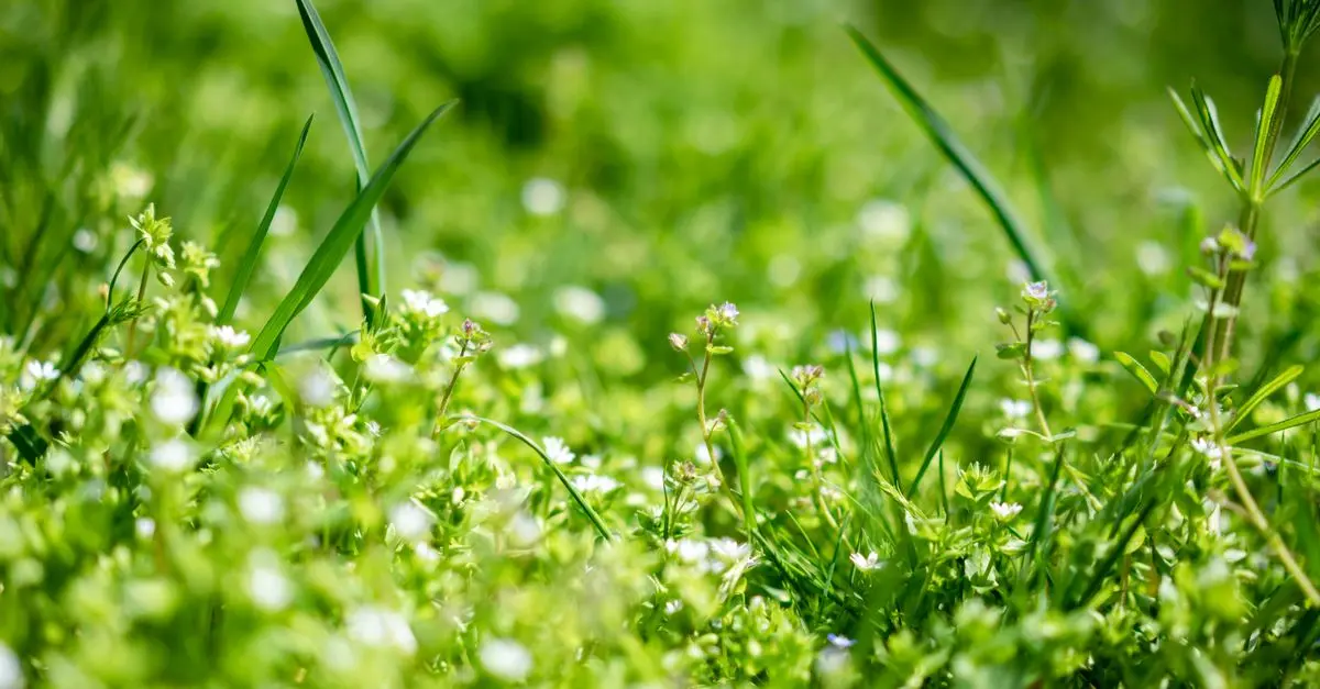 Comment créer un jardin d'herbes aromatiques en pleine terre