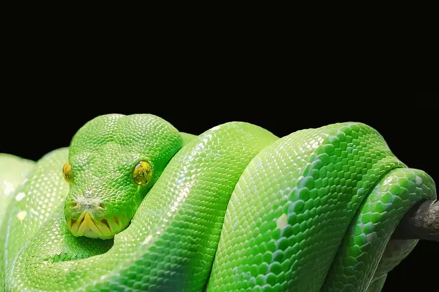 Comment créer votre premier projet de programmation en Python
