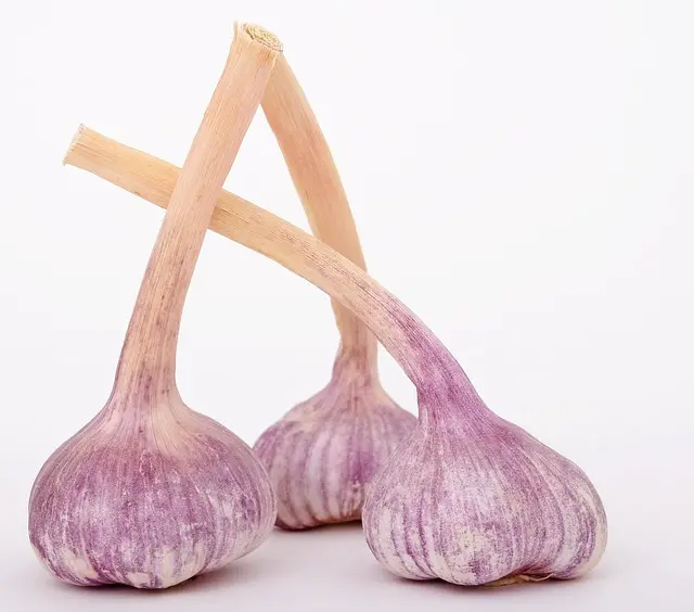 Les Secrets de l'Alimentation Ayurvédique pour Équilibrer Votre Santé