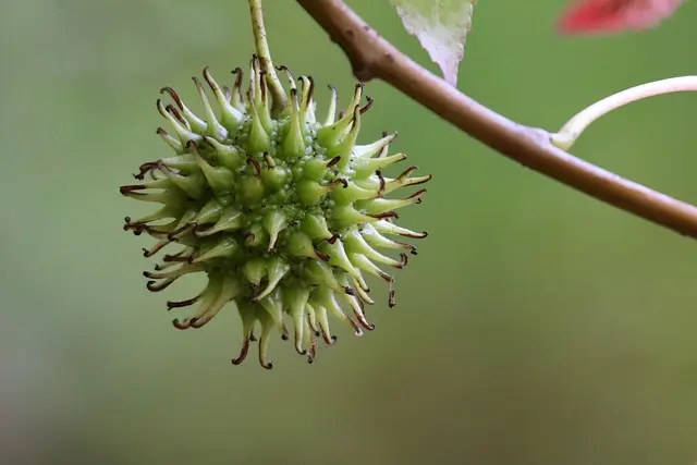 Les Fruits de Saison à Déguster au Printemps : Bienfaits et Recettes