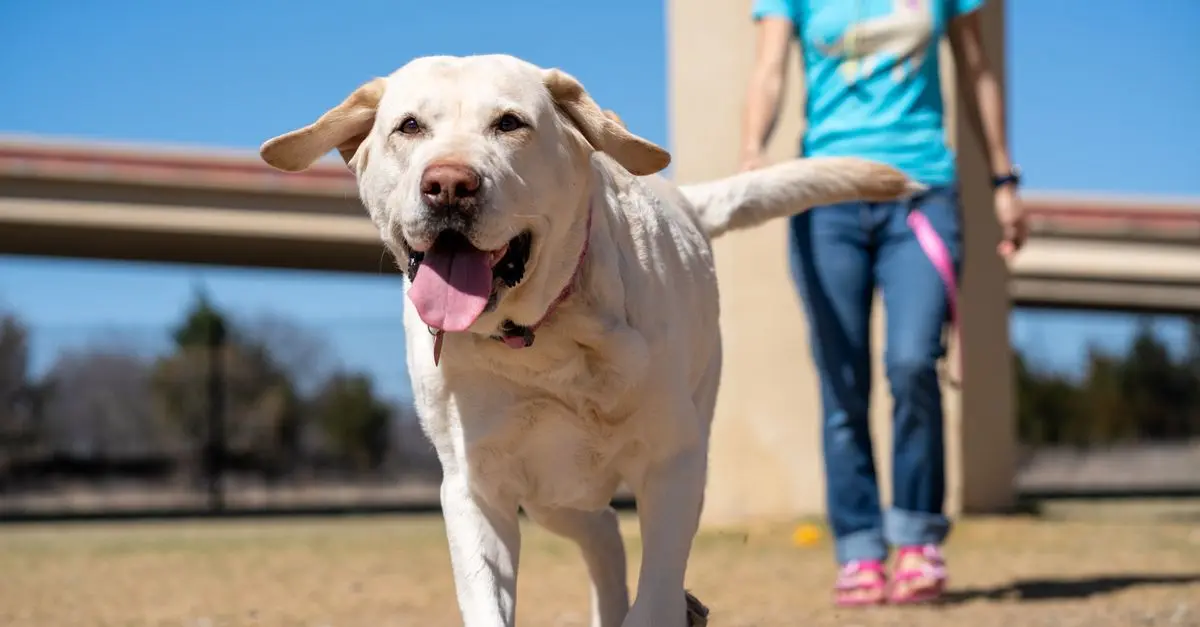 Top 10 Pet-Friendly Activities to Enjoy Together