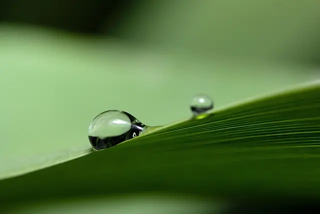 Comment choisir le bon système d'irrigation pour votre jardin