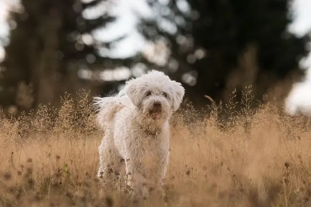 Understanding Your Pet's Unique Behavioral Needs