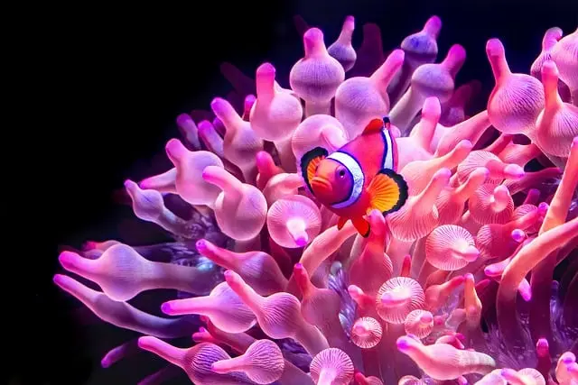 Les poissons d'eau douce les plus riches en couleurs à découvrir