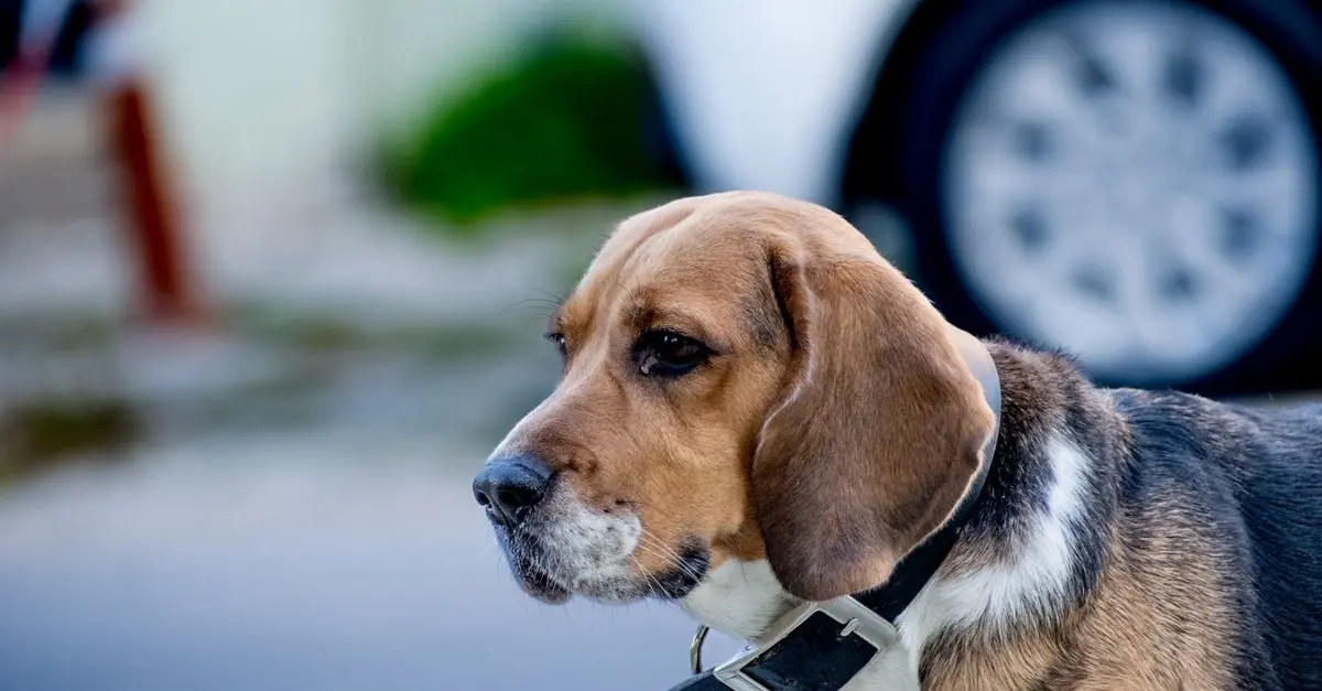 Meilleure alarme de sécurité pour chien