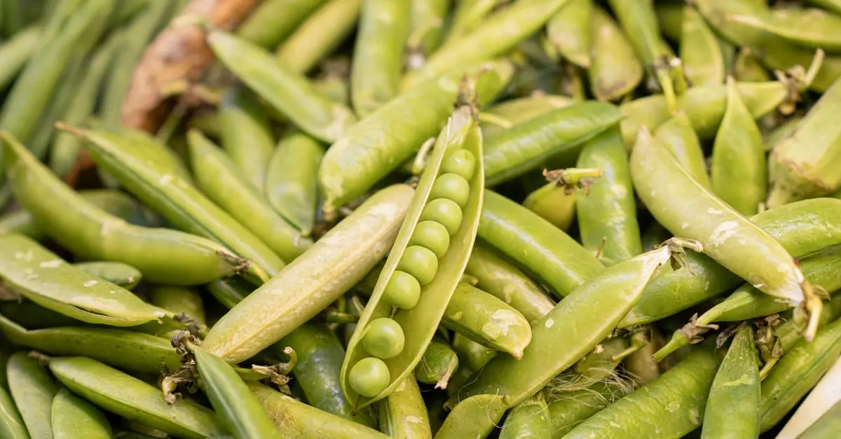 Guide Graphique des Légumes : Quelles Variétés Choisir ?