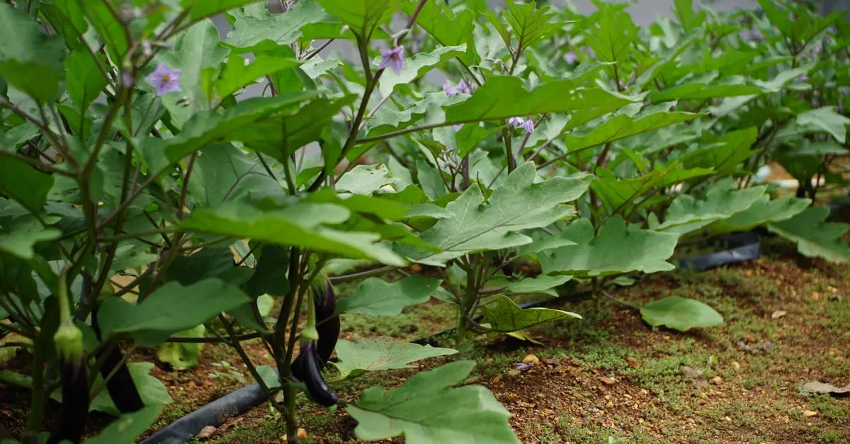 Les meilleures techniques de jardinage pour un potager productif