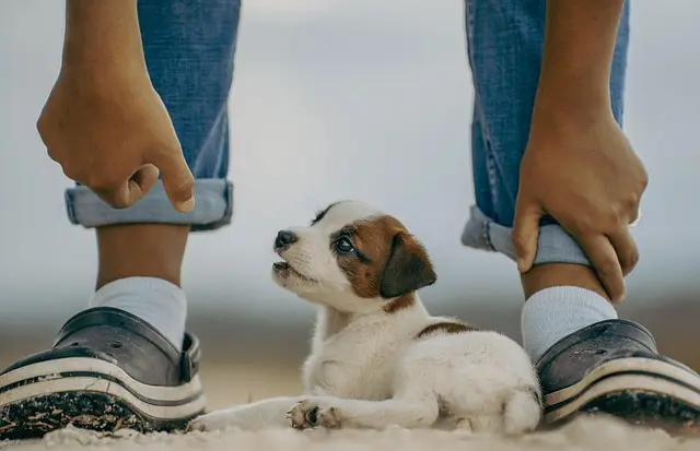 10 Essential Tips for Enhancing Your Pet's Quality of Life