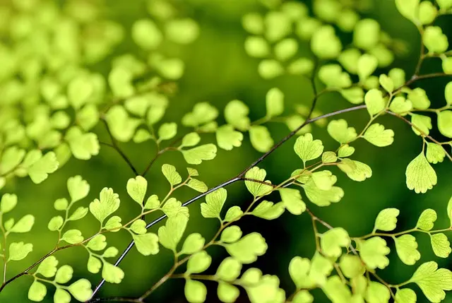 Comment choisir des engrais bio pour un jardin florissant