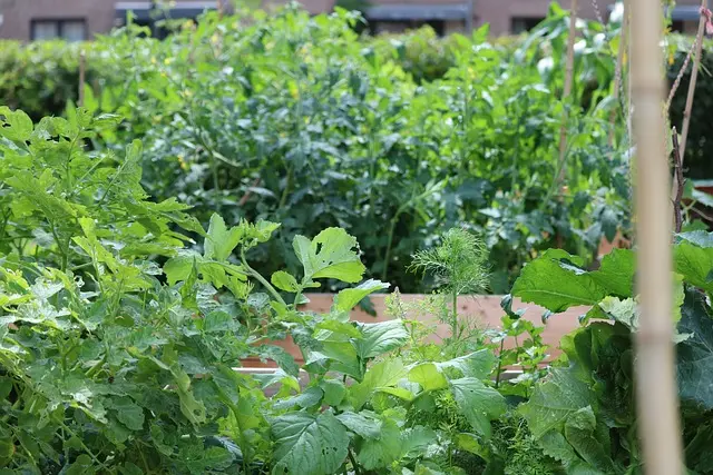 Comment Cultiver des Légumes Faciles à Entretenir