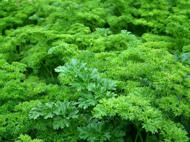 Guide Complet pour Cultiver des Légumes en Potager Écologique