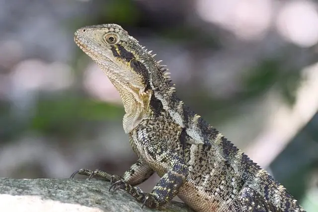 Les besoins fondamentaux des espèces de faune en milieu naturel
