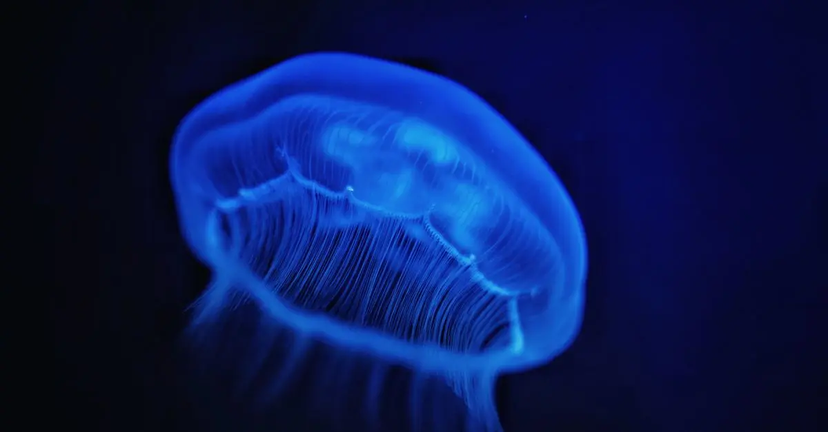 Les poissons les plus mystérieux du monde à découvrir