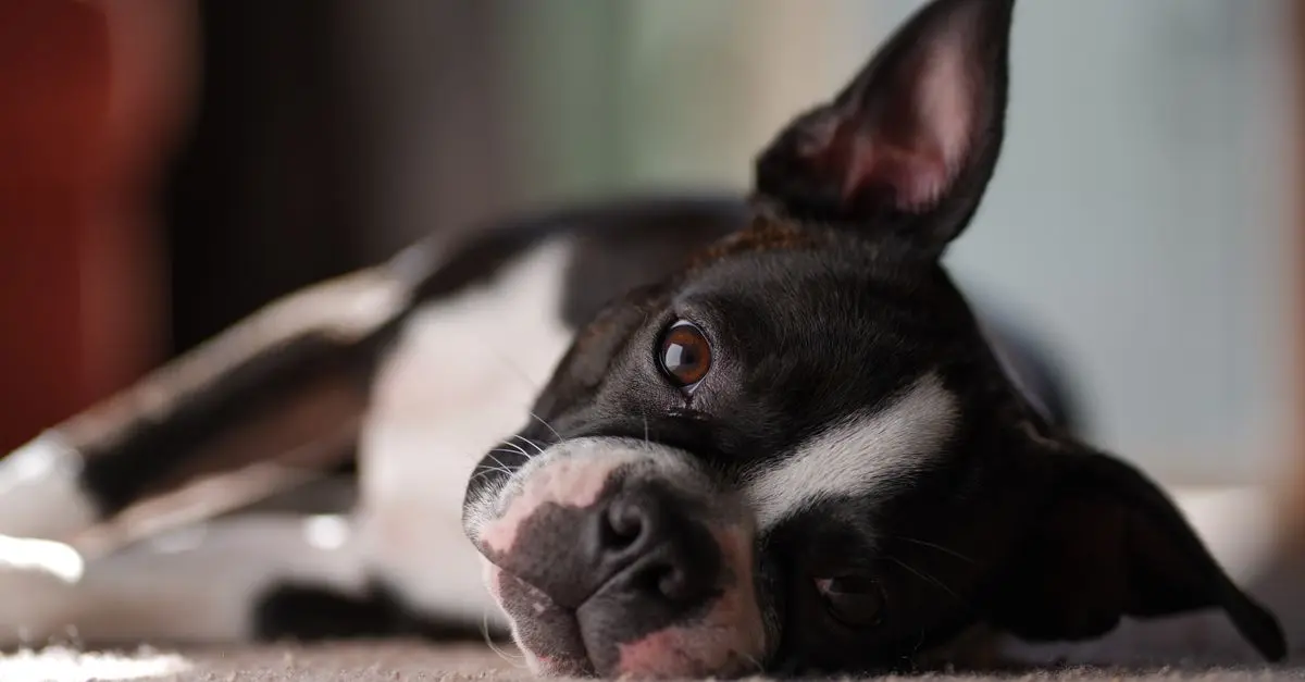 Best Pet Cameras for Monitoring Pets