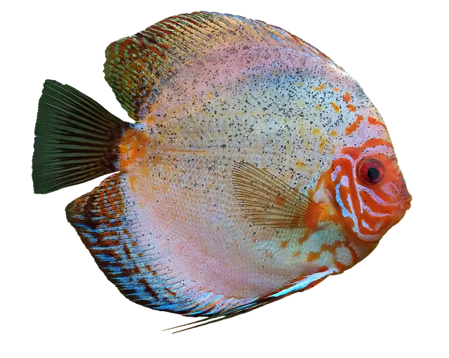 Les poissons d'eau douce incontournables à connaître